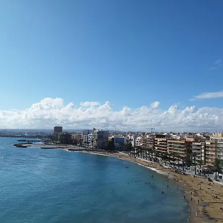 Sunrise Parrot Oasis