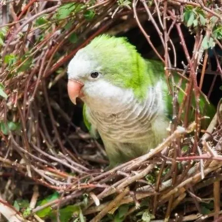 Sunrise Parrot Oasis * Torrevieja